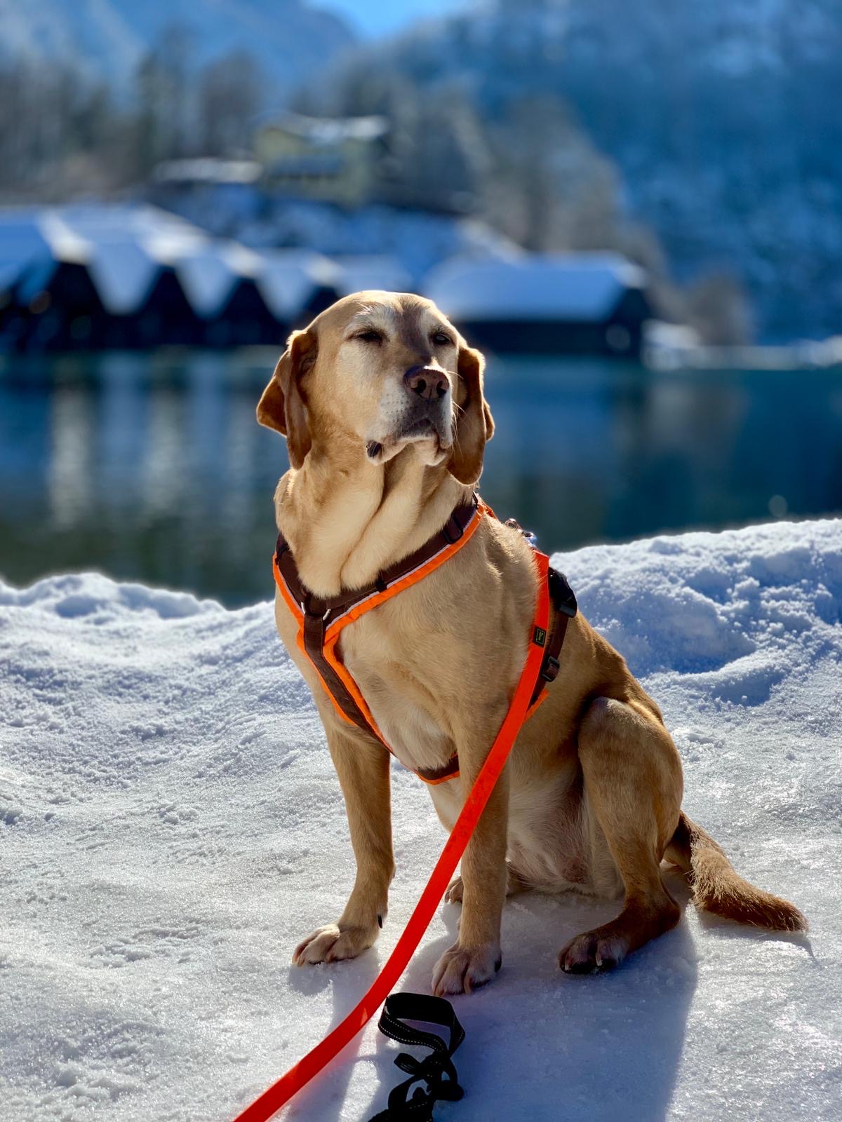 Der Schneehund Image